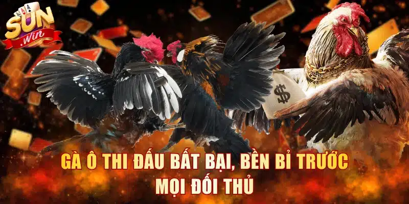 Gà ô thi đấu bất bại, bền bỉ trước mọi đối thủ